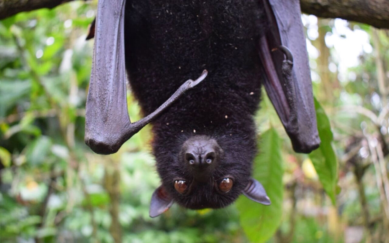 How Do You Know if You Have Bats in Your Chimney? | Peachtree Pest Control