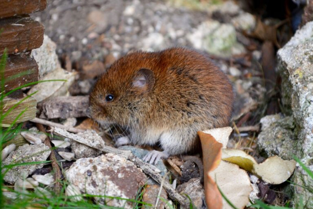 Field-vole-768x542