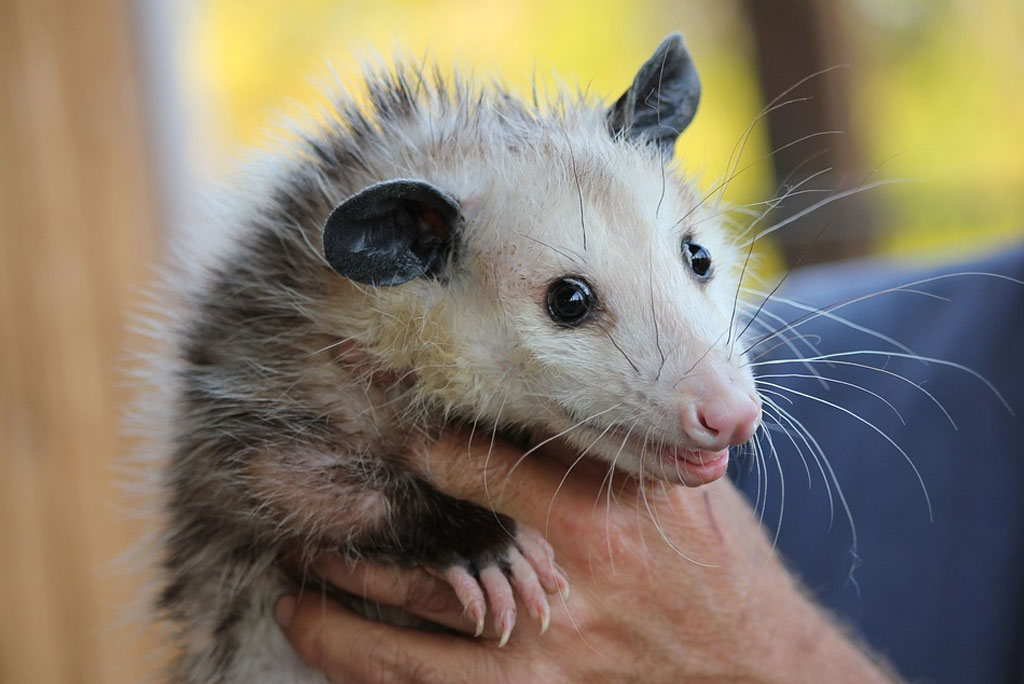 possum-img