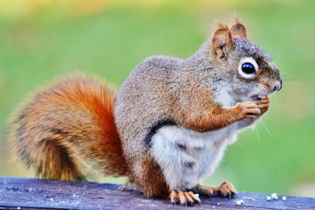 Are Squirrels Smart Enough To Avoid Traps?