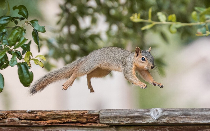 Do Flying Squirrels Fly? And How They Differ From Regular Squirrels