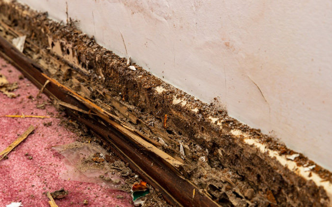 can termites get into mattress