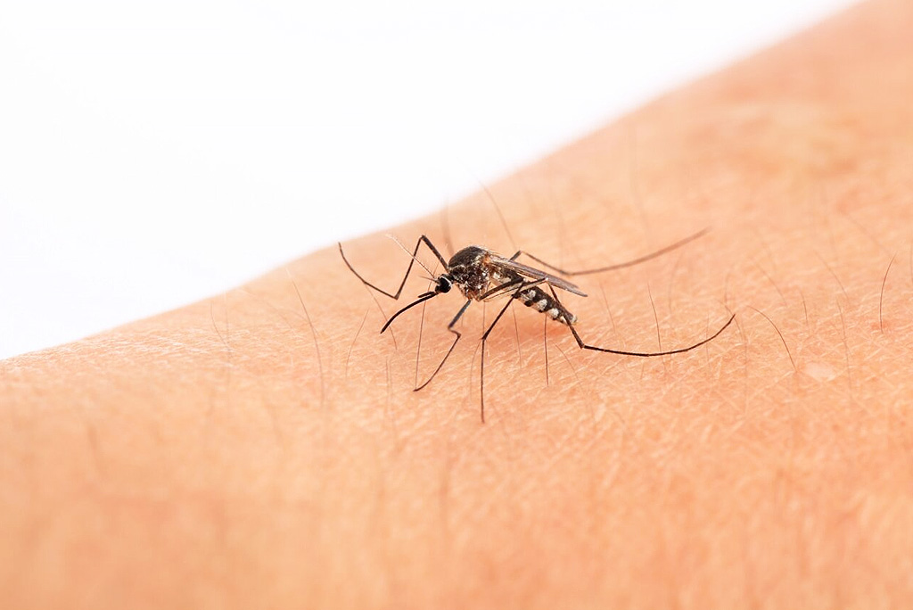 A mosquito on an arm