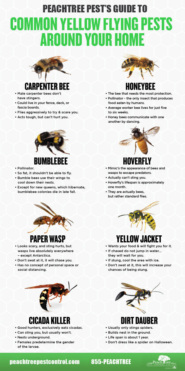 Pest Control for Wasps: Exterminators in Atlanta & Powder Springs, GA ...