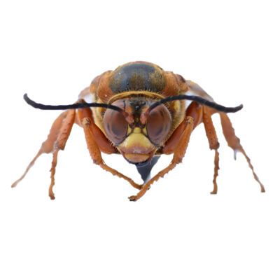 Expert Springtail Pest Control in Atlanta, GA - Peachtree Pest Control