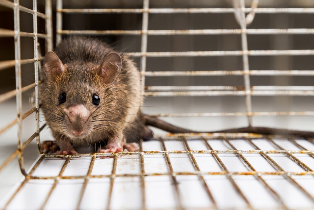 What Are The Dangers Of Roof Rats And How To Protect Your Home ...