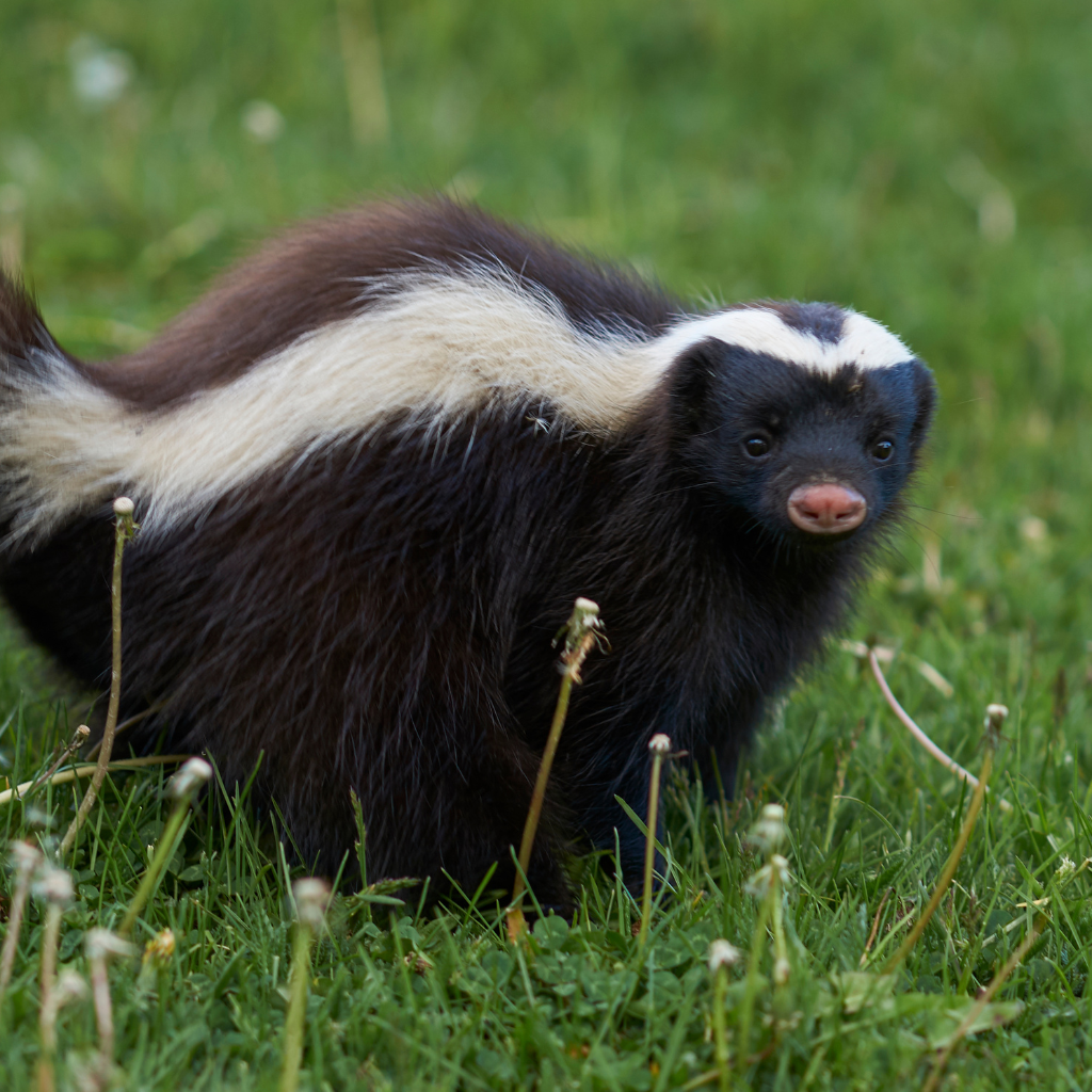 skunk in yard wildlife removal