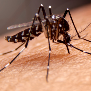 Mosquitoes are known vectors of disease. 