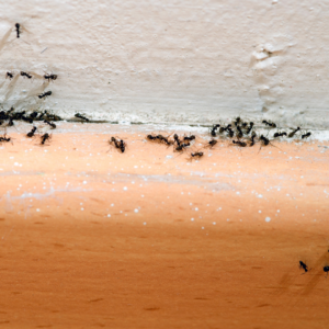 Ants are likely to establish themselves in your kitchen