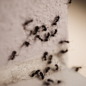 Ants are likely to march into your home through cracks or holes