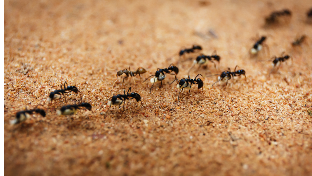 Preventing ants from marching into your home this spring